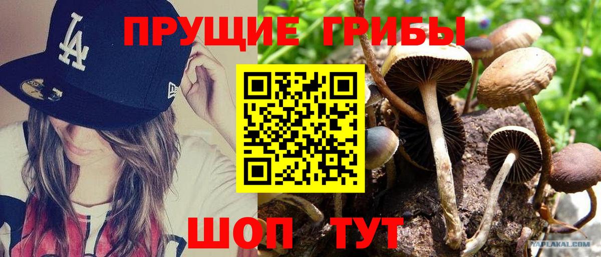 Псилоцибиновые грибы Cubensis  Псилоцибиновые грибы GOLDEN TEACHER  Соликамск  продажа наркотиков  Вход с VPN 